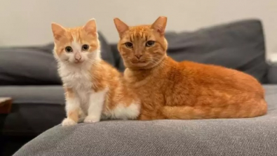 Illustration : "Un chat semi-sauvage rentre plus souvent à la maison pour s’occuper d’un chaton mal en point"