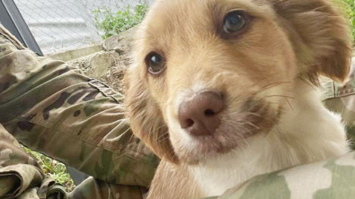 Illustration : "Des militaires nouent une amitié avec des chiots lors d’une mission et demandent de l’aide pour les rapatrier"