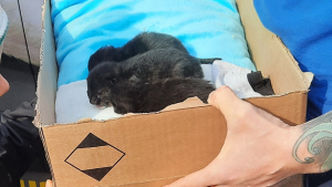 Illustration : "Des chatons nouveau-nés retrouvés dans un grenier à l’aide de leur mère"