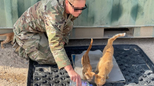Illustration : "Pour remercier une chatte de l’avoir réconfortée durant son déploiement militaire, une femme récolte des fonds afin que le félin soit rapatrié et adopté"