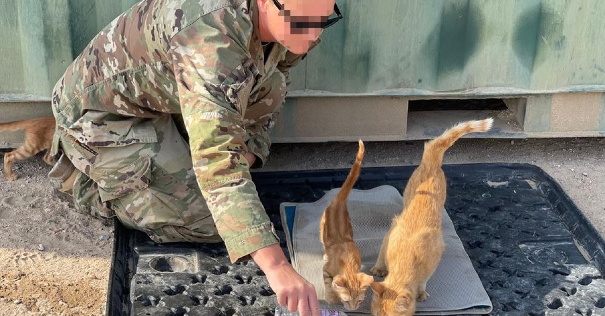 Pour remercier une chatte de l’avoir réconfortée durant son déploiement