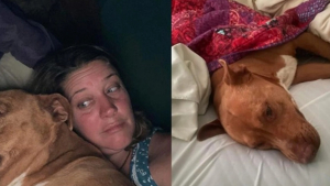 Illustration : "À son réveil, un couple fait une découverte stupéfiante : un chien inconnu dormait dans son lit !"