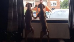 Illustration : "2 chiens partagent un rituel étonnant avec les éboueurs locaux (vidéo)"