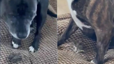 Illustration : Une American Staffordshire Terrier découvre un oisillon tombé de son nid et se prend d’affection pour lui (vidéo)