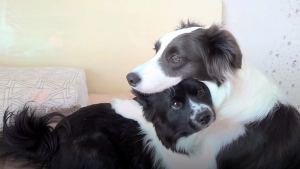 Illustration : "Une chienne affectueuse reste au chevet d'un petit chiot gravement malade (vidéo)"