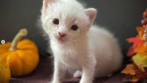 Illustration : "Seul survivant de sa portée après l’attaque d’un animal sauvage, un chaton se bat et devient un magnifique Siamois"