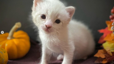 Illustration : Seul survivant de sa portée après l’attaque d’un animal sauvage, un chaton se bat et devient un magnifique Siamois