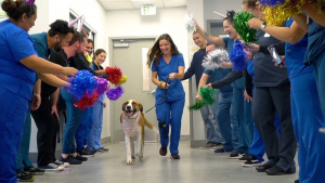 Illustration : "Un refuge organise une fête en l’honneur d’un chien pour célébrer ses un an sans cancer !"