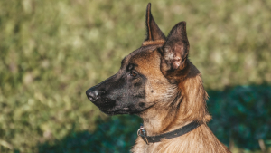 Illustration : "En Bretagne, des “gémissements” et une “odeur nauséabonde” ont permi de sauver un chien et un chat, abandonnés dans un appartement depuis un mois"