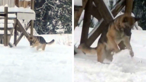Illustration : "La vidéo d’une chienne en pleine fabrication de boules de neige devient virale"