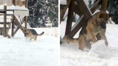 Illustration : "La vidéo d’une chienne en pleine fabrication de boules de neige devient virale"