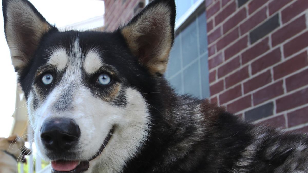 Un Husky au passé difficile devient le dix millionième chien adopté d