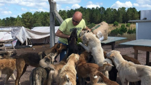 Illustration : "Un homme fait preuve d'un dévouement incroyable envers une centaine d’animaux errants, âgés et malades"