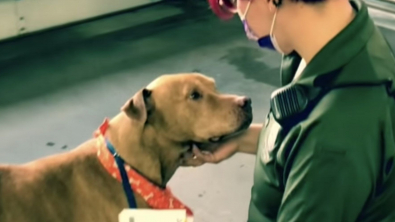 Illustration : "Un chien âgé devient le plus ancien résident de son refuge mais finit par recevoir la nouvelle qu’il attendait tant"