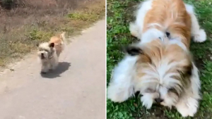 Illustration : "Vidéo : Une chienne abandonnée dans la montagne poursuit une voiture à toute allure dans l'espoir d'être adoptée"