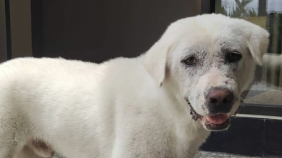 Illustration : 20 photos rendant compte de l'incroyable transformation d'un chien découvert abandonné et malade