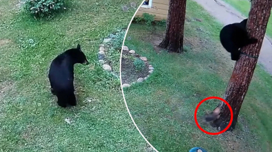 Illustration : La réaction incroyable d’une Yorkshire Terrier face à un ours s’étant introduit dans son jardin (vidéo)