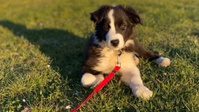 Illustration : "Porteur de malformations cardiaques, un Border Collie fait face à son destin tragique à l'aide de sa maîtresse (vidéo) "