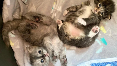 Illustration : "Après avoir perdu leurs familles respectives, ces deux chatons deviennent tout l’un pour l’autre"