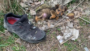 Illustration : "Un chiot esseulé au milieu des ordures renaît de ses cendres grâce à un homme dévoué"