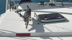 Illustration : "Une famille perd son chat, tombé d’un bateau dans l’océan Pacifique. Il reviendra 10 jours plus tard"