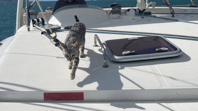 Illustration : "Une famille perd son chat, tombé d’un bateau dans l’océan Pacifique. Il reviendra 10 jours plus tard"