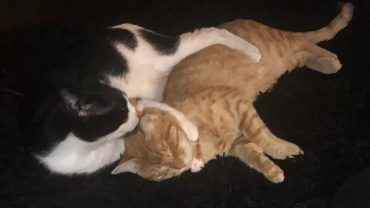 Ce chat réconforte son petit frère anxieux pendant l’absence de leur maîtresse (vidéo)