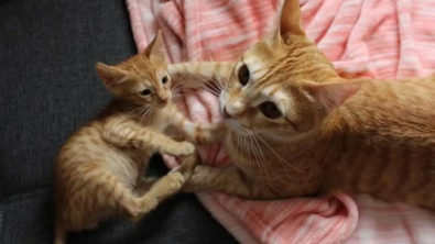 Illustration : "Un chaton errant se lie d’amitié avec le chat de sa famille d’accueil (vidéo)"