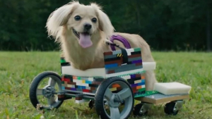 Illustration : "Vidéo : Un enfant construit un fauteuil roulant en briques LEGO pour permettre à une chienne de refuge de vivre normalement !"