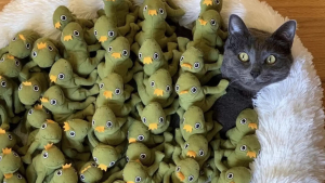 Illustration : "Ce chat collectionne les peluches grenouilles pour son plus grand bonheur (vidéo) "