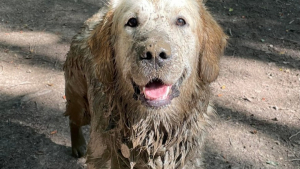 Illustration : "Ce Golden Retriever a une vraie passion pour les bains de boue !"