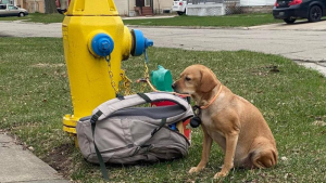 Illustration : "Une chienne abandonnée se retrouve attachée à une bouche d’incendie avec son sac"