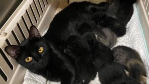 Illustration : "Après l’adoption de ses 8 chatons, cette chatte s’est retrouvée seule au refuge, jusqu’à ce que la propriétaire d’un de ses bébés revienne la chercher !"