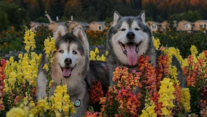 Illustration : "Ce Husky aveugle peut s'adonner à ses activités préférées en toute confiance grâce à son ami Malamute"