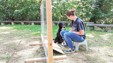 Illustration : "Votre chien sait si vous agissez de manière intentionnelle ou non, selon une étude"