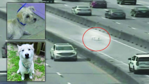 Illustration : "Les automobilistes font la découverte angoissante de 2 chiens sur l'autoroute (vidéo)"