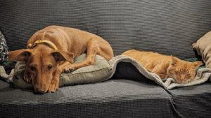 Illustration : "Un câlin plein de tendresse entre un chat et un chien fait fondre les internautes (vidéo)"