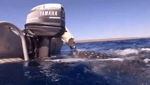 Illustration : "Une interaction insolite entre un Labrador et un requin-baleine de plus de 6 mètres (vidéo)"
