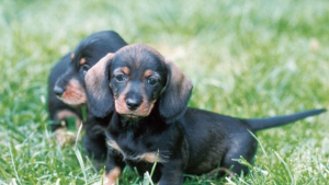 Illustration : "10 photos de chiots qui battent tous les records de mignonnerie"