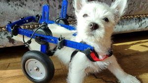 Illustration : "Une chienne paralysée des pattes arrière émeut les internautes et récolte près de 8000 euros pour s’offrir un fauteuil roulant"