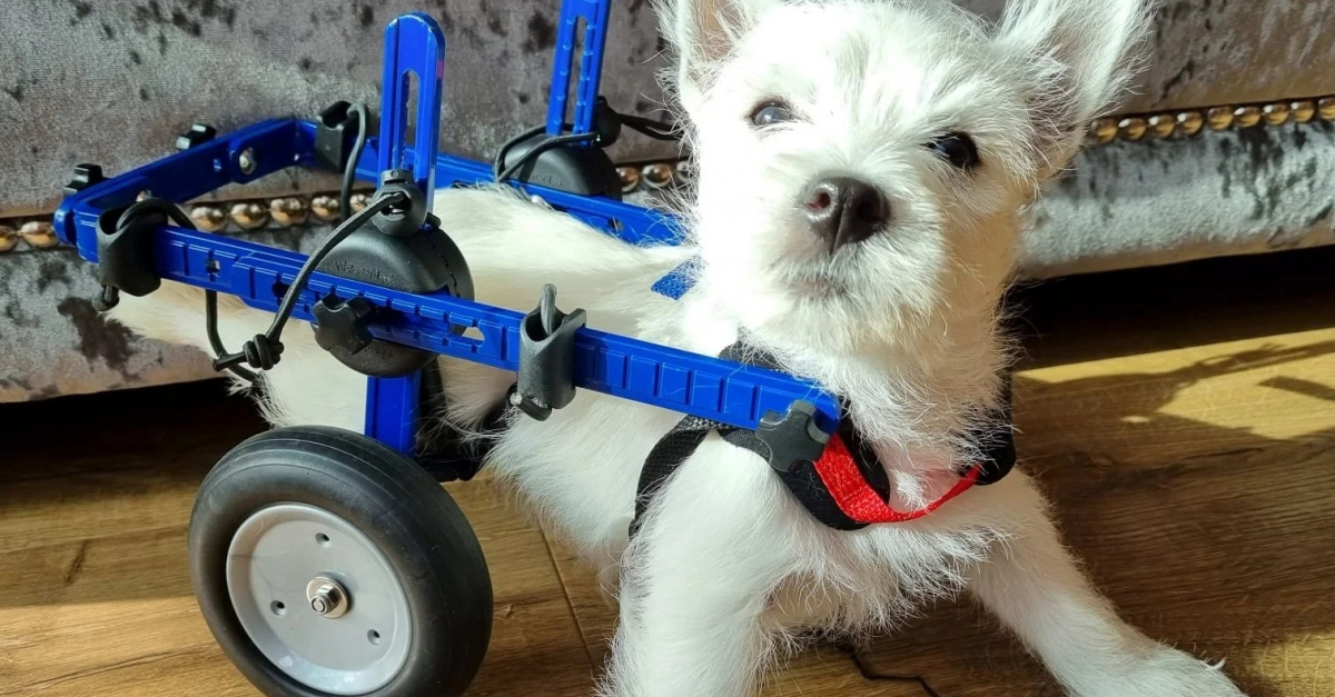 Une chienne paralysée des pattes arrière émeut les internautes et récolte près de 8000 euros