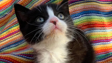 Illustration : "Ce chaton atteint d’une maladie neurologique croque la vie à pleines dents (vidéo)"