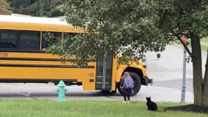 Illustration : "Ce chat accompagne tous les matins sa sœur humaine vers le bus scolaire (vidéo)"