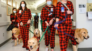 Illustration : "10 photos de chiens rendant visite aux enfants hospitalisés à Noël et qui font chaud au cœur"
