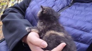 Illustration : "Un chaton en détresse est retrouvé par des randonneurs dans les bois (vidéo)"