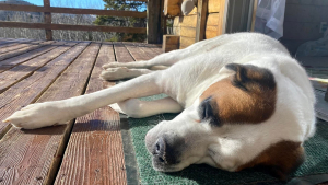 Illustration : "14 photos craquantes de chiens vaincus par le sommeil et qu'on n'oserait réveiller sous aucun prétexte"