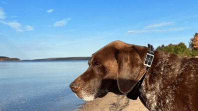 Illustration : "20 photos illustrant la sagesse et la beauté des chiens séniors"