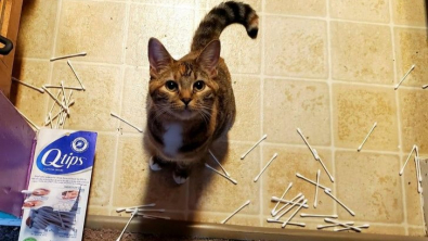 Illustration : "14 photos de chats qui montrent qu'ils ne sont pas aussi innocents qu'ils en ont l'air"