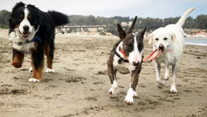 Illustration : "19 photos amusantes de chiens qui en promènent d'autres"