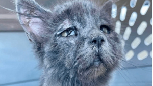 Illustration : "Un chaton errant à l’air triste ne peut contenir sa joie d’être dans un nouveau foyer chaleureux"